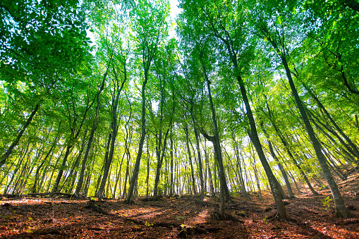 Sunlight goes through yellow and green leaves in autumn forest